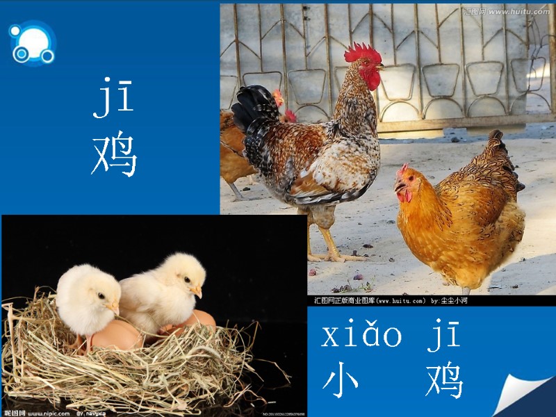 jī  鸡  xiǎo jī  小   鸡